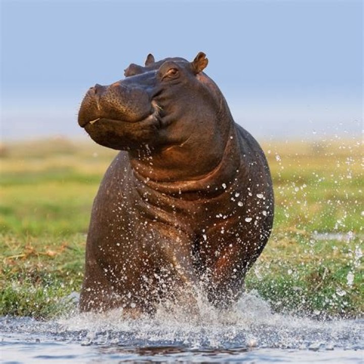 "Hippo Bites Man In Half"